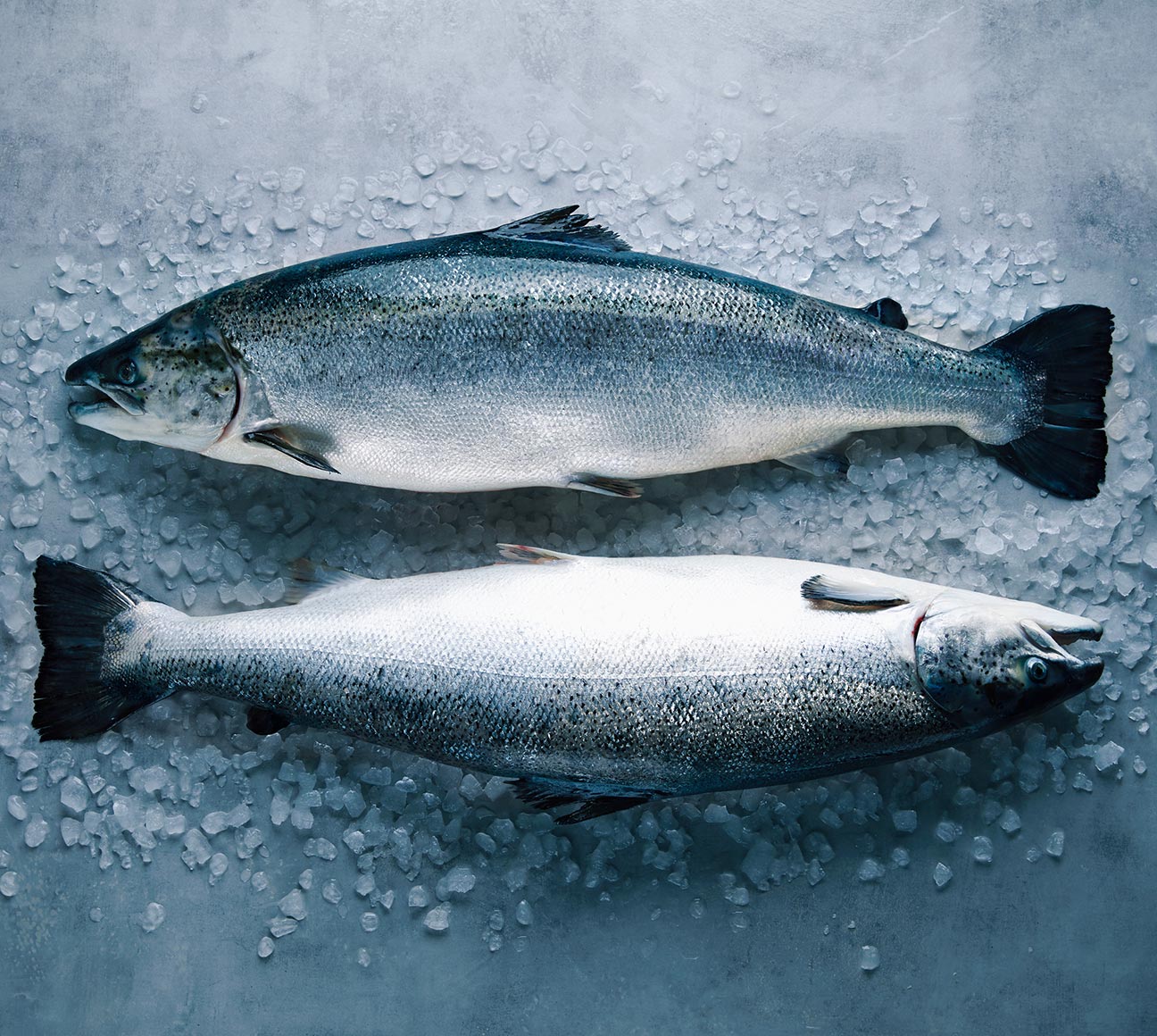 Norwegian salmon