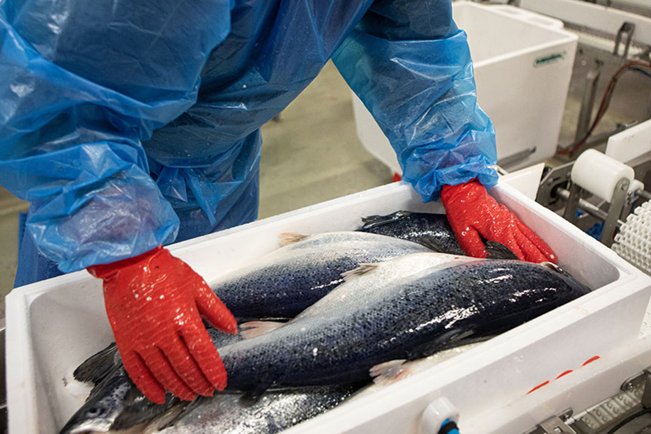 Packing salmon