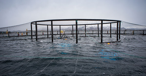Sea pen