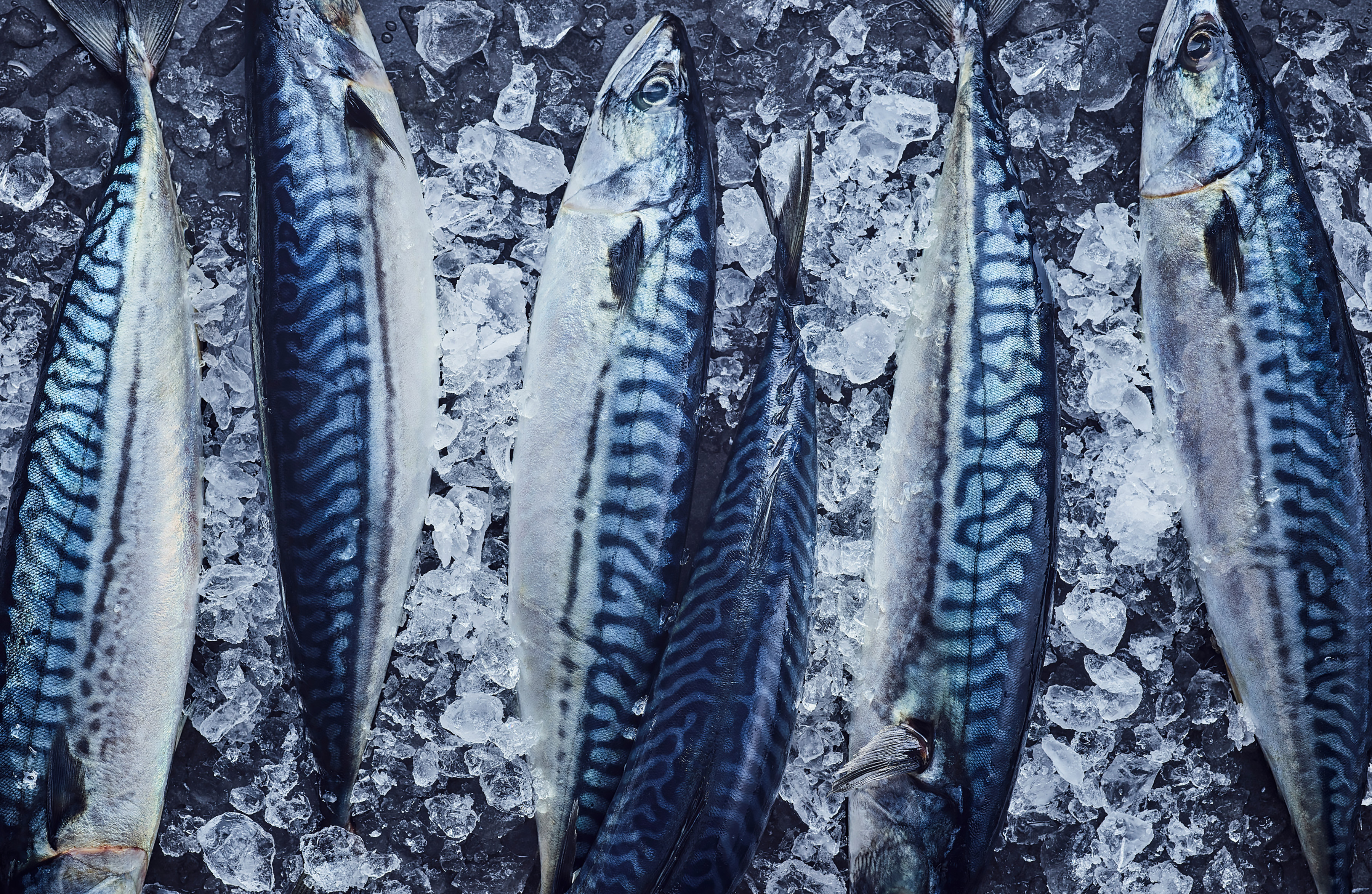 Norwegian Mackerel